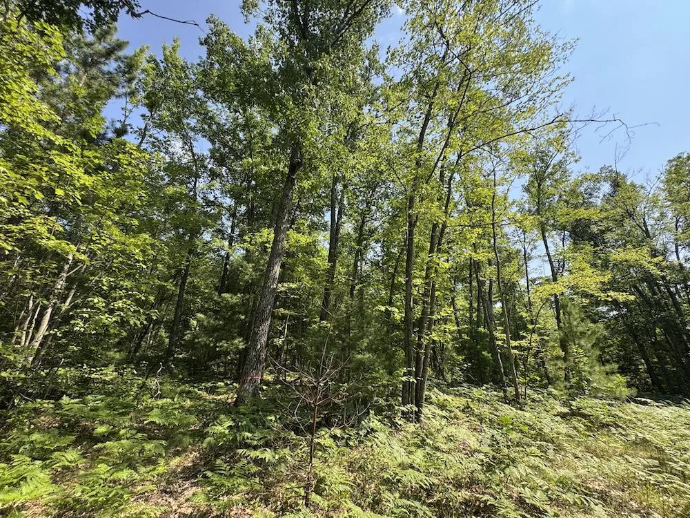 12871 Michigan 33 Atlanta, MI 49709