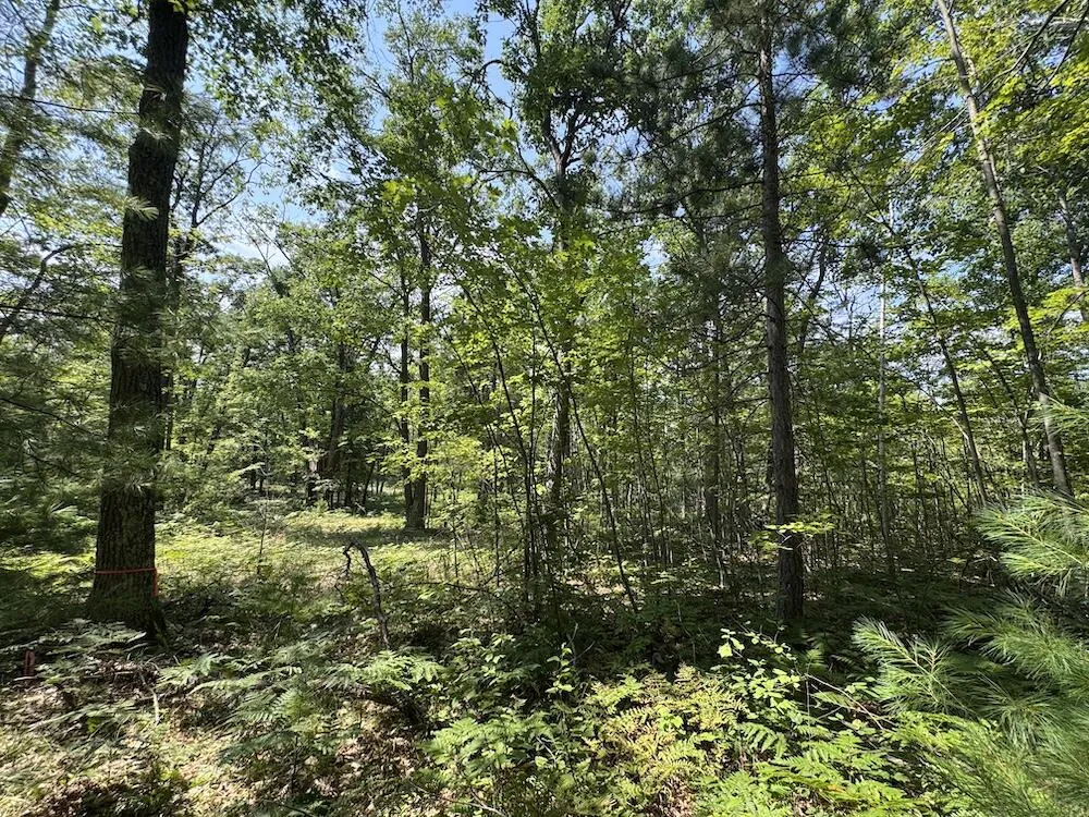12871 Michigan 33 Atlanta, MI 49709