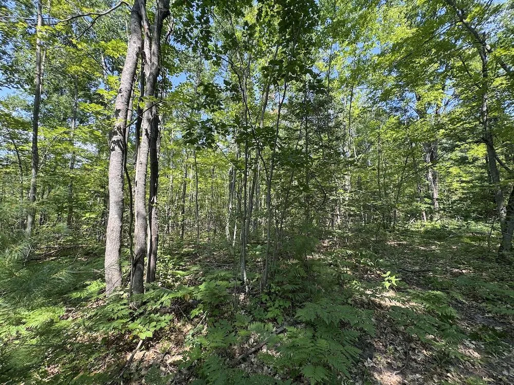 12871 Michigan 33 Atlanta, MI 49709
