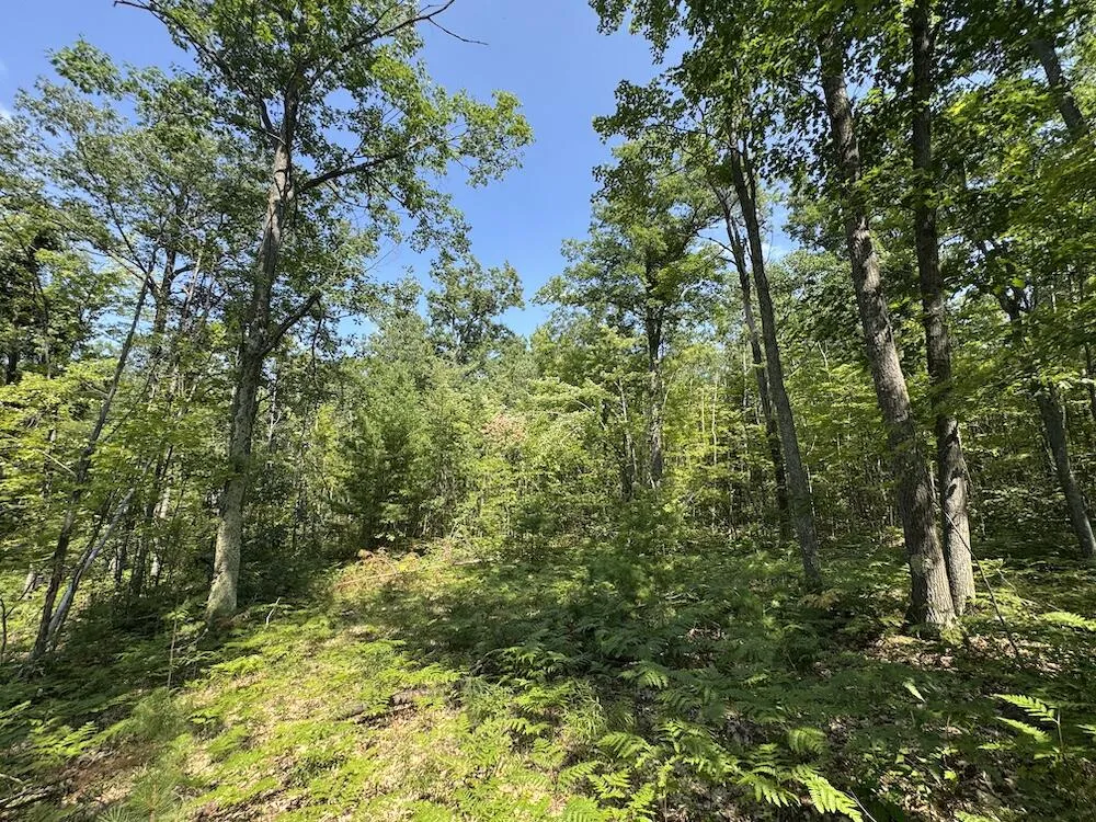 12871 Michigan 33 Atlanta, MI 49709