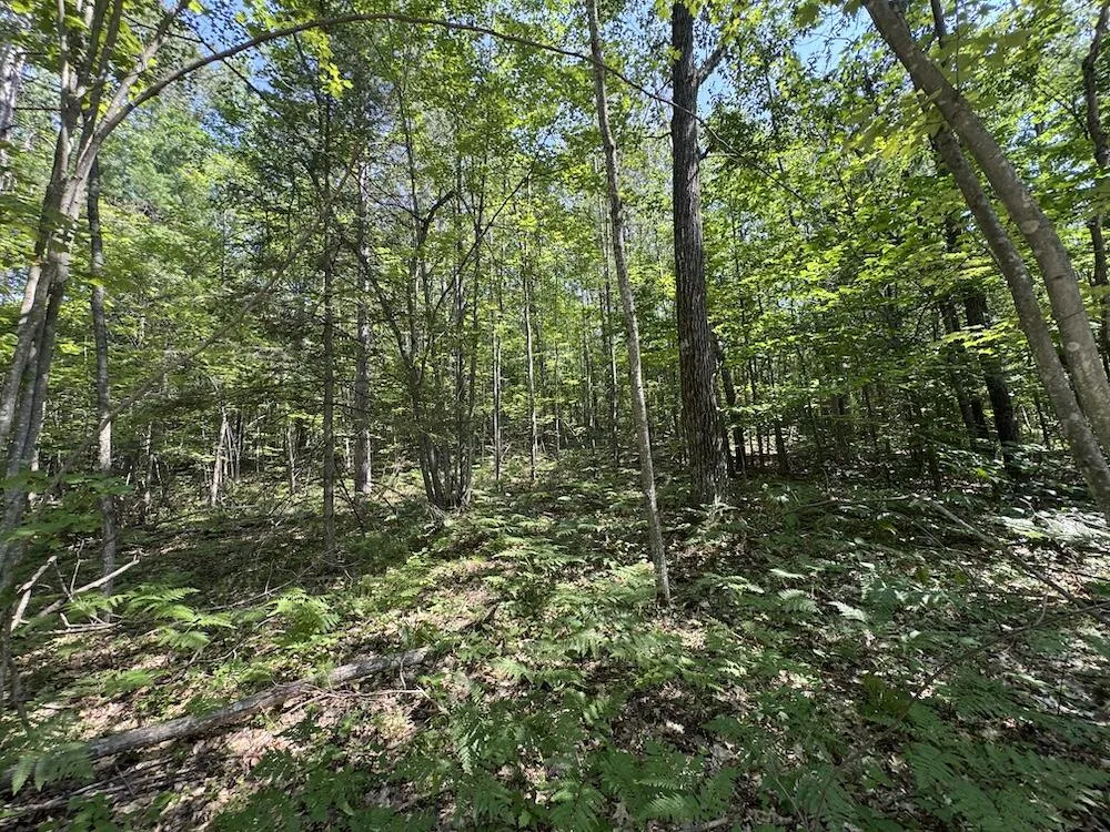 12871 Michigan 33 Atlanta, MI 49709