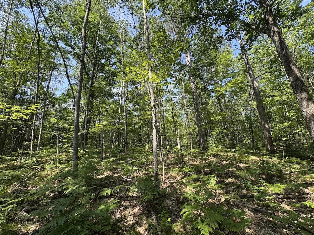 12871 Michigan 33 Atlanta, MI 49709