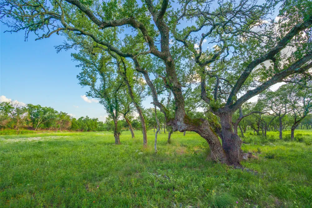 Twisted Vine Ranch Johnson City, TX 78636