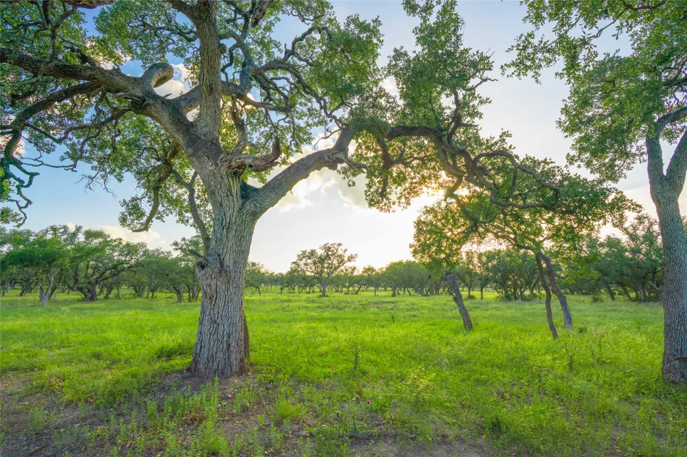 Twisted Vine Ranch Johnson City, TX 78636