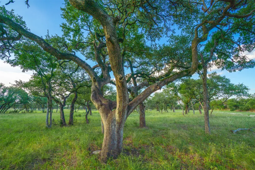 Twisted Vine Ranch Johnson City, TX 78636
