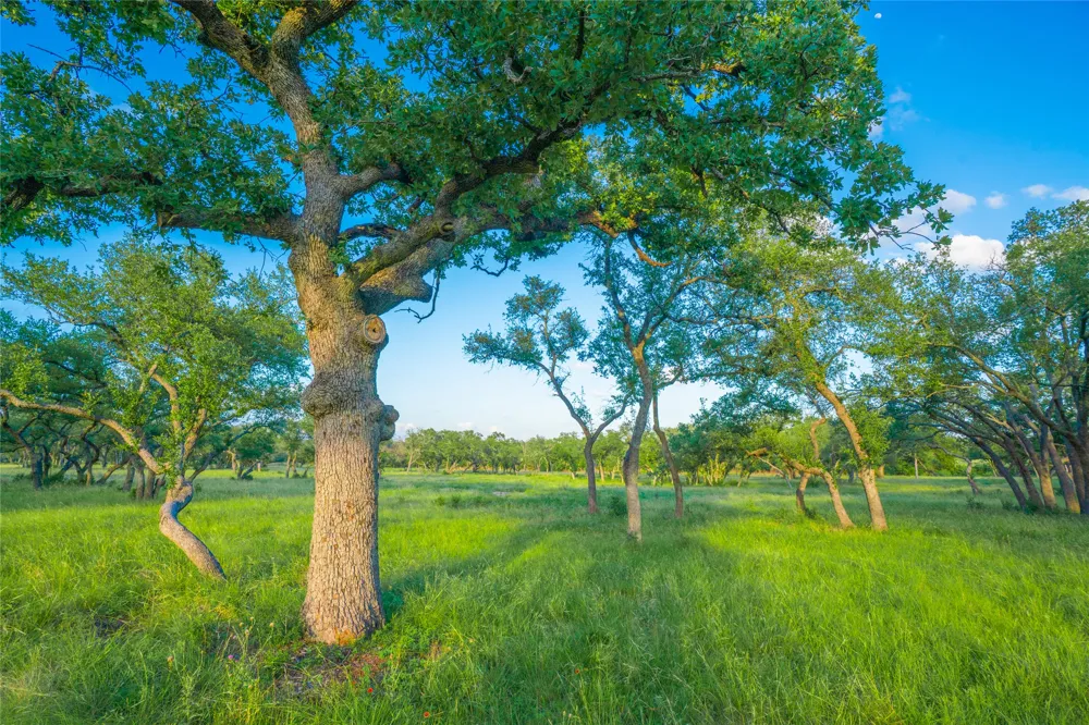 Twisted Vine Ranch Johnson City, TX 78636
