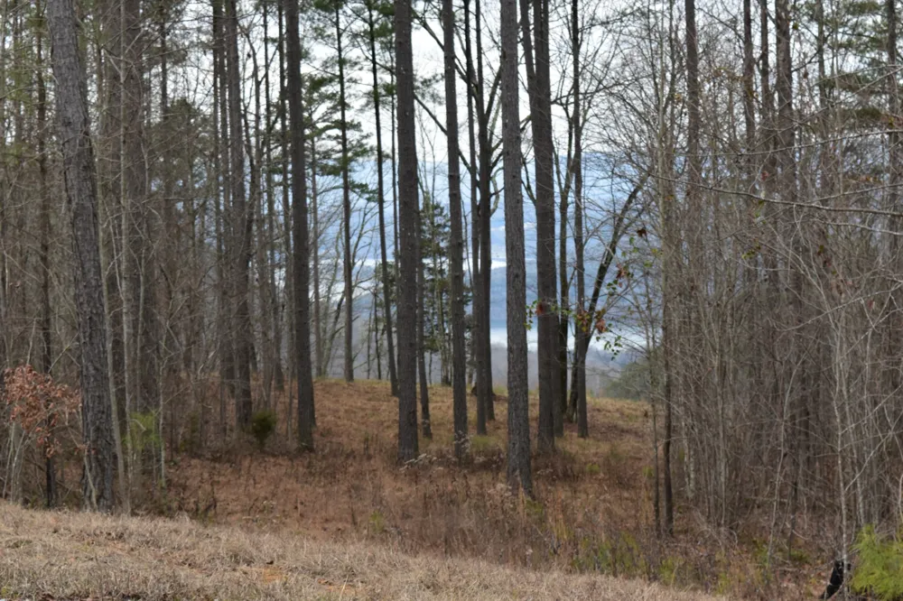 0 Birds Eye Way Guild, TN 37340