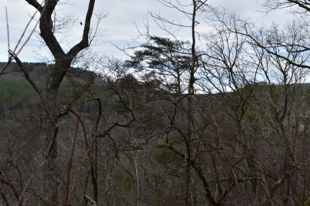 0 Birds Eye Way Guild, TN 37340