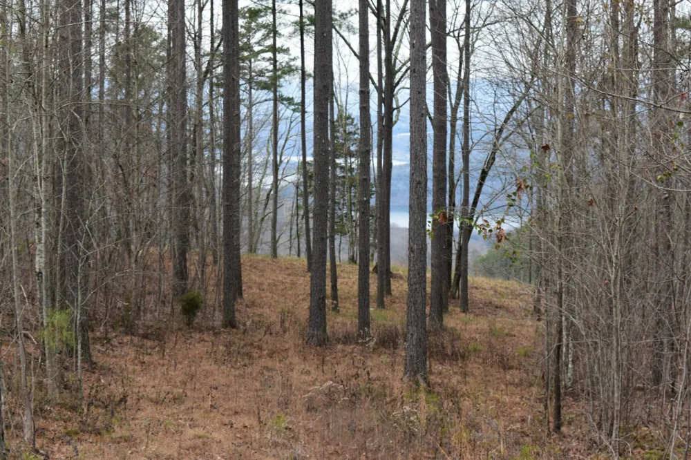 0 Birds Eye Way Guild, TN 37340