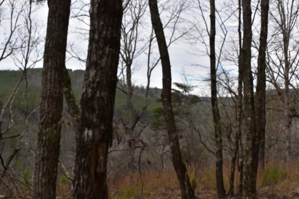 0 Birds Eye Way Guild, TN 37340