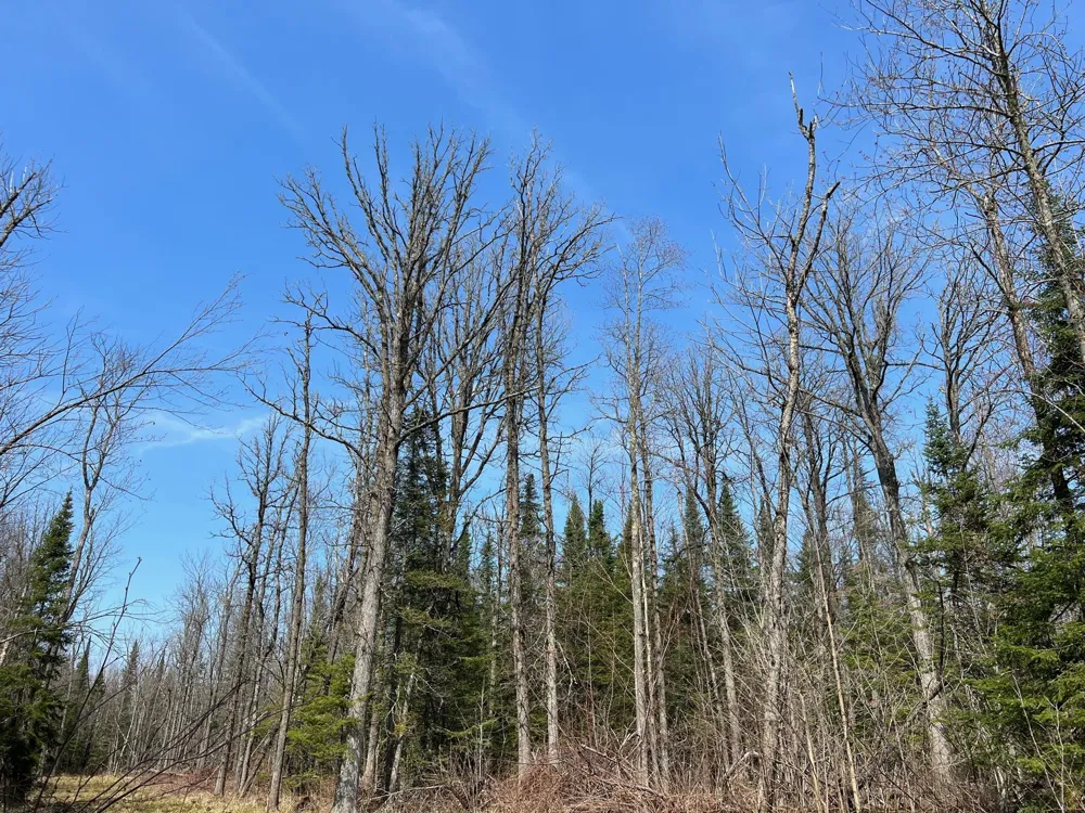 11TBD Gulley Road Maple, WI 54854