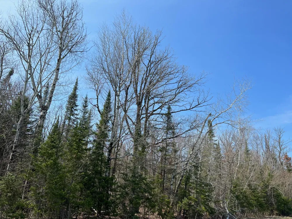 11TBD Gulley Road Maple, WI 54854