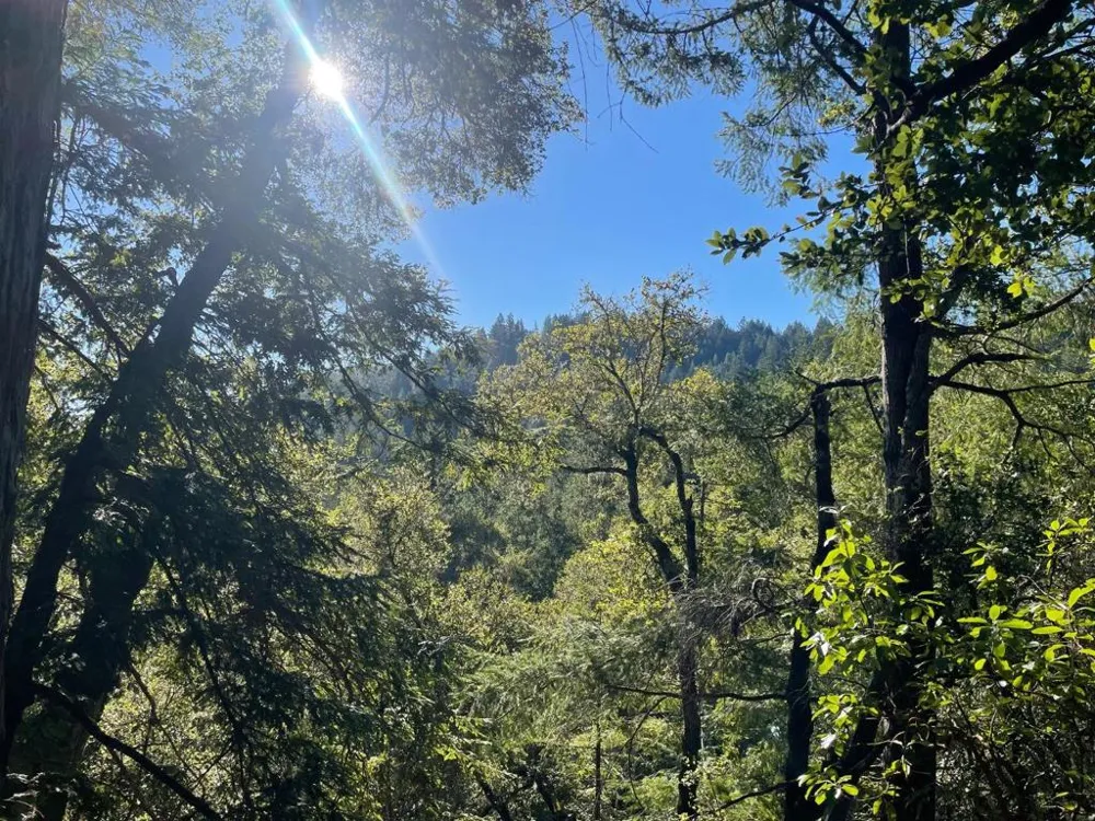 Love Creek Ben Lomond, CA 95005