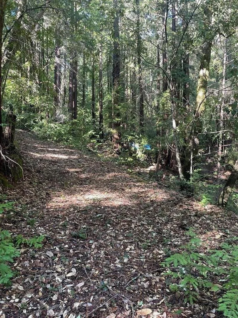 Love Creek Ben Lomond, CA 95005
