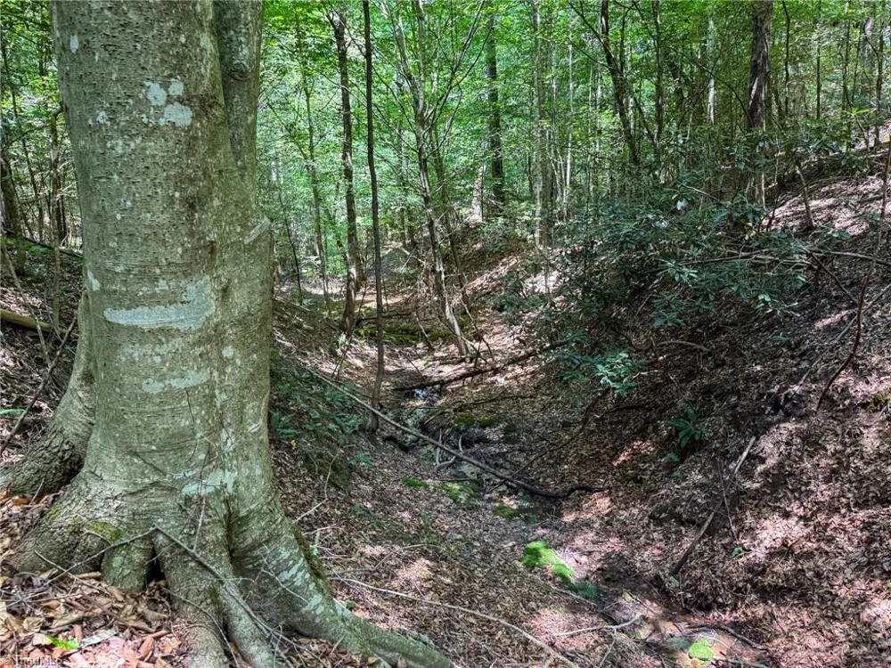 0 Rainbow Trout Drive Hays, NC 28635