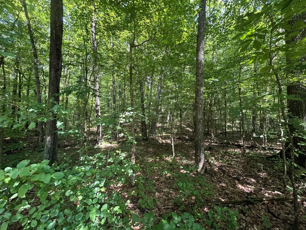 3 Highway 304 Ten Mile, TN 37880