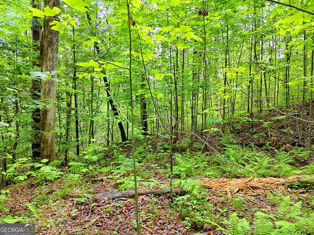 0 Alto LN Rabun Gap, GA 30568