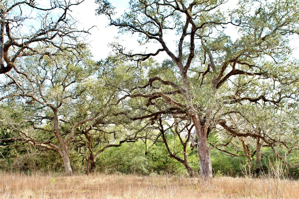 Kearney Drive Columbus, TX 78934