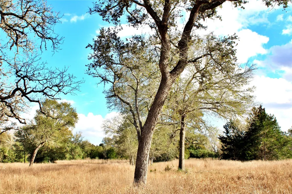 Kearney Drive Columbus, TX 78934
