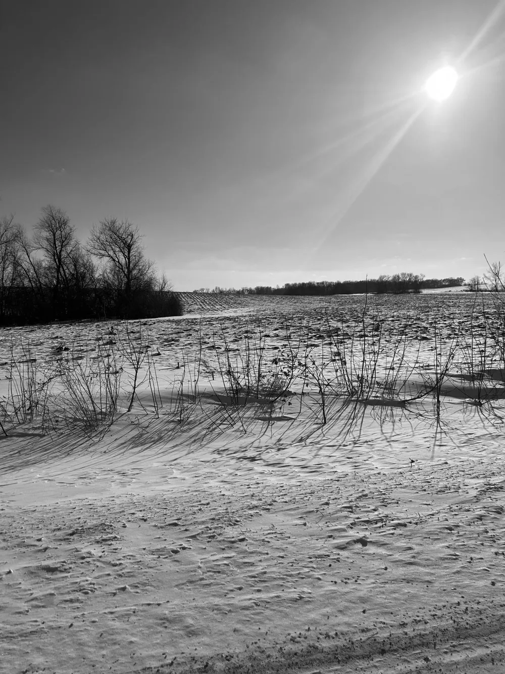 XXXX 285th (180 Acres) Street Northfield, MN 55057