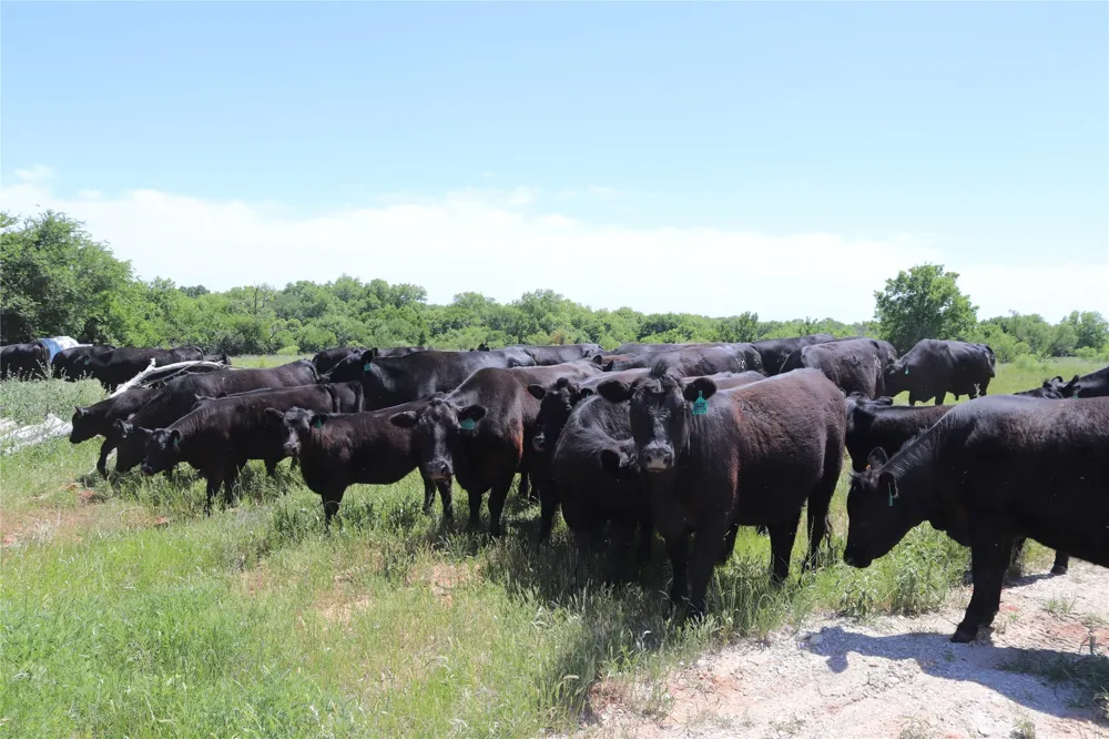 192 FM 171 Byers, TX 76357