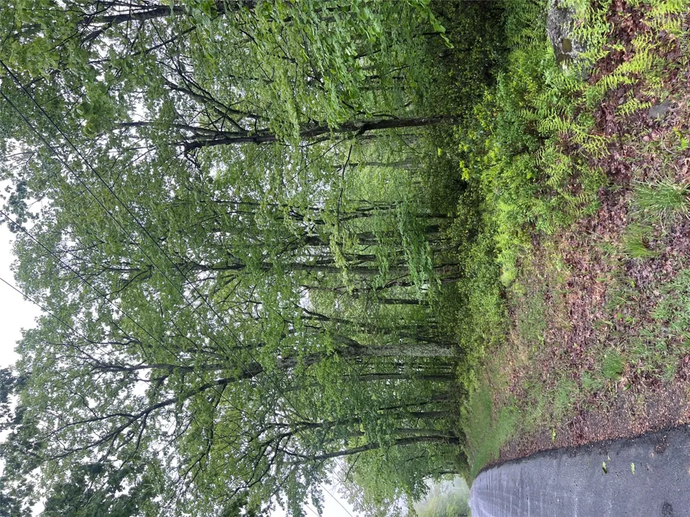 Budd Road Wurtsboro, NY 12790