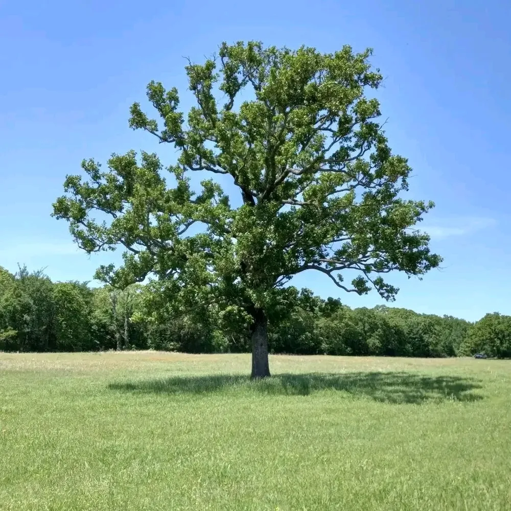 32 County Road 2425 Como, TX 75431
