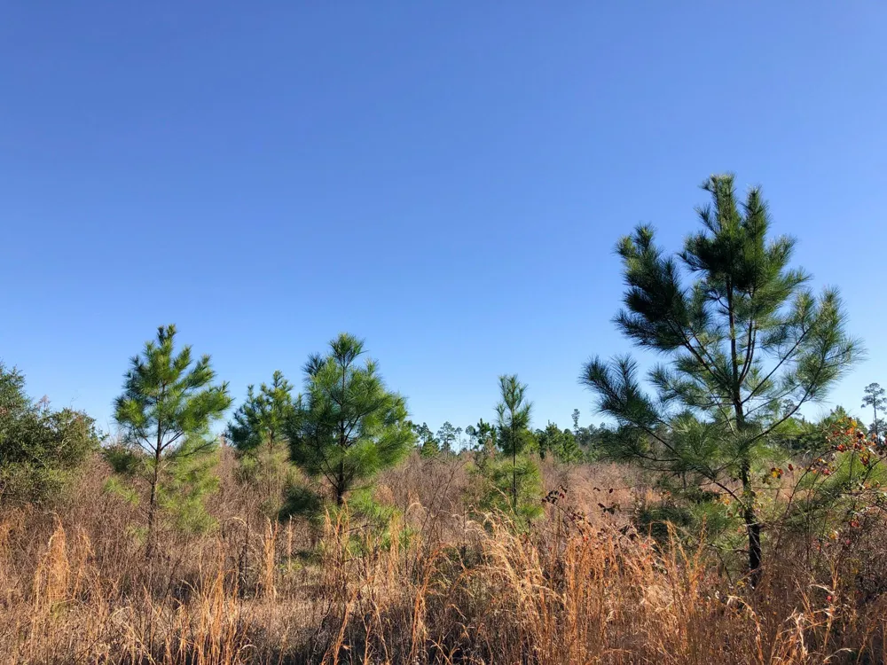 Fresenius Road Silsbee, TX 77656