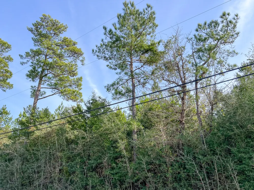 Fresenius Rd Silsbee, TX 77656