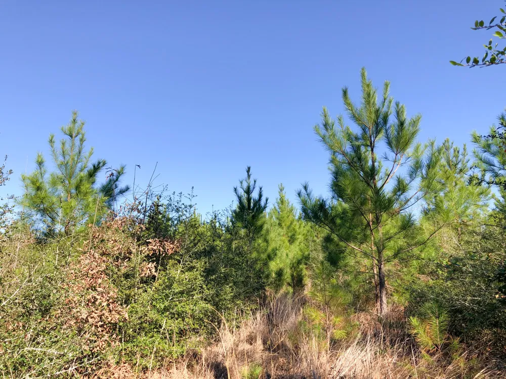 Fresenius Rd Silsbee, TX 77656