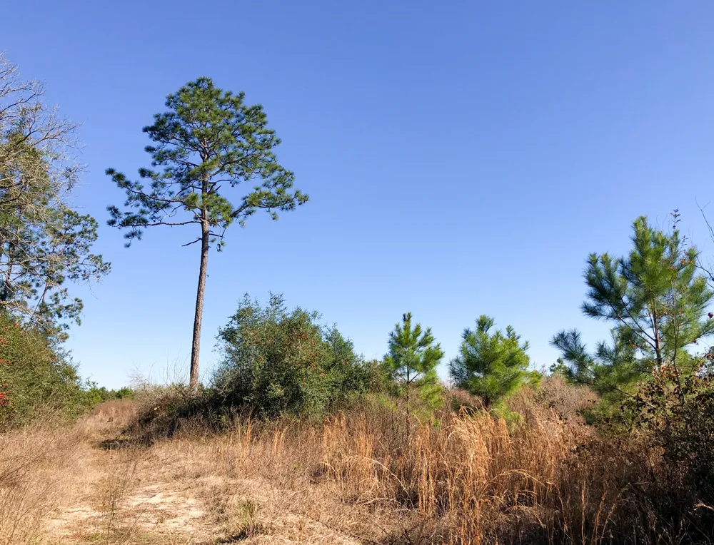 Fresenius Rd Silsbee, TX 77656