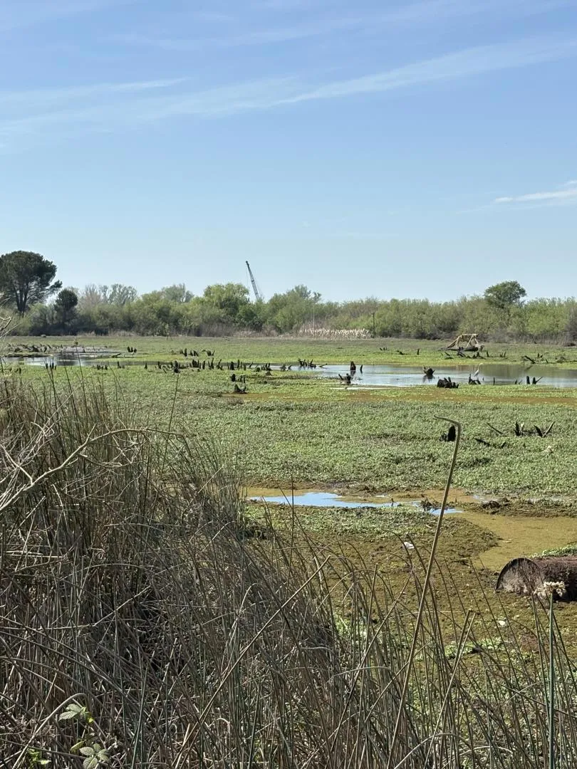 Halls Island Walnut Grove, CA 95690