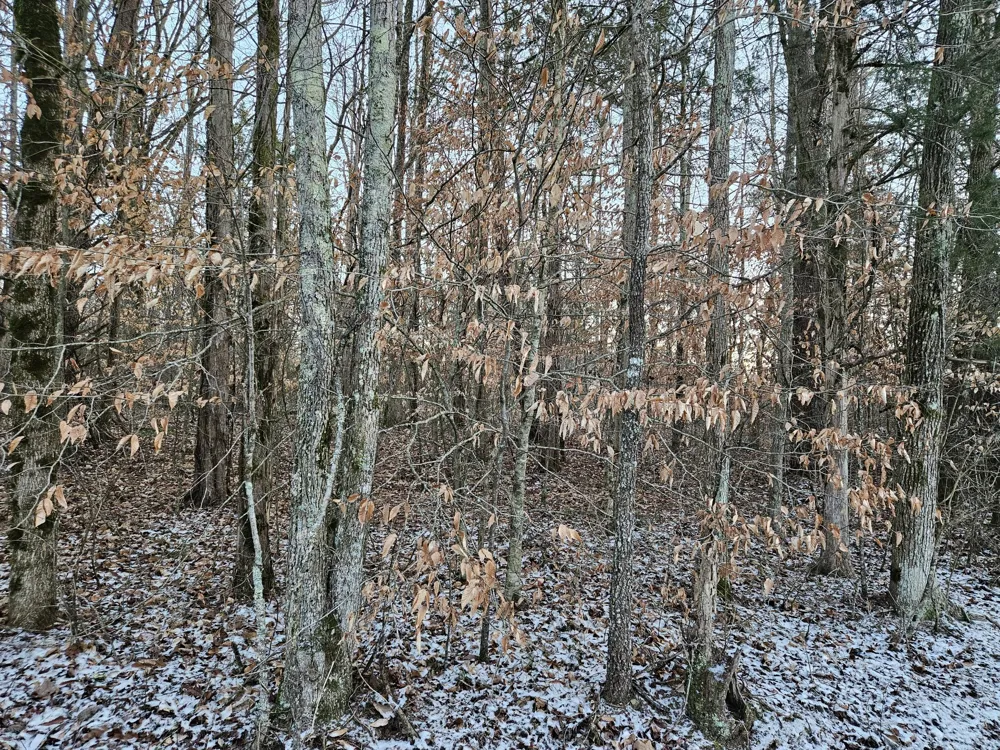 0 Pollard Cemetery Road Walling, TN 38587