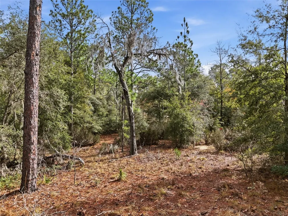 00 NE 111TH LANE Bronson, FL 32621