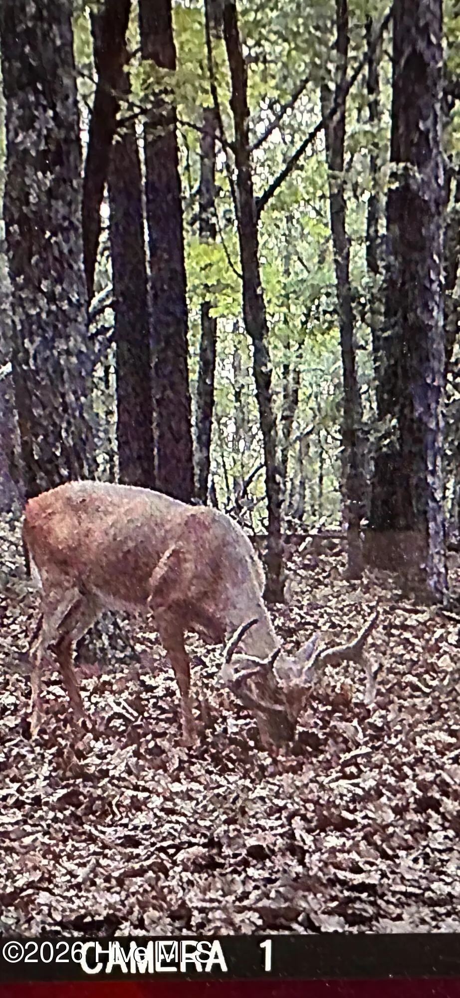 0 64 Lenoir, NC 28633