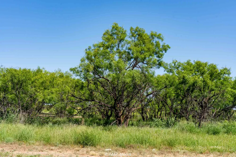 FM 2142 Rotan, TX 79546