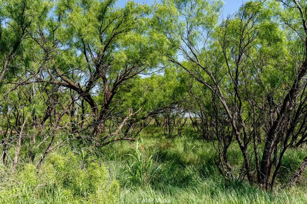 FM 2142 Rotan, TX 79546