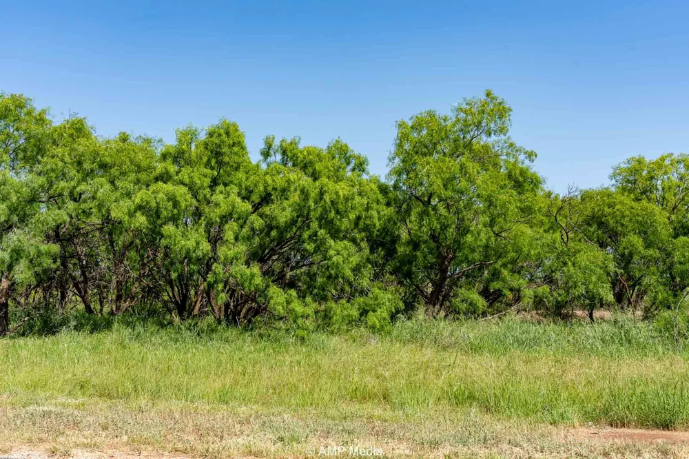 FM 2142 Rotan, TX 79546