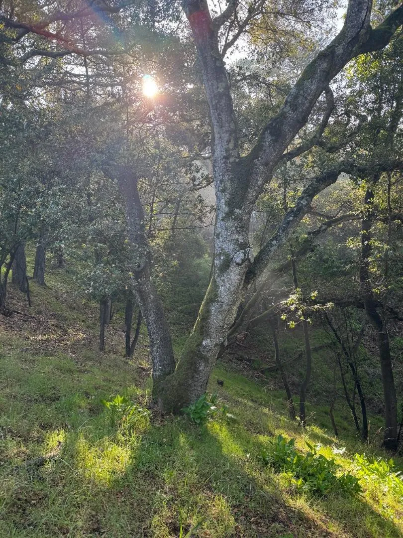 Parrott Drive San Mateo, CA 94402
