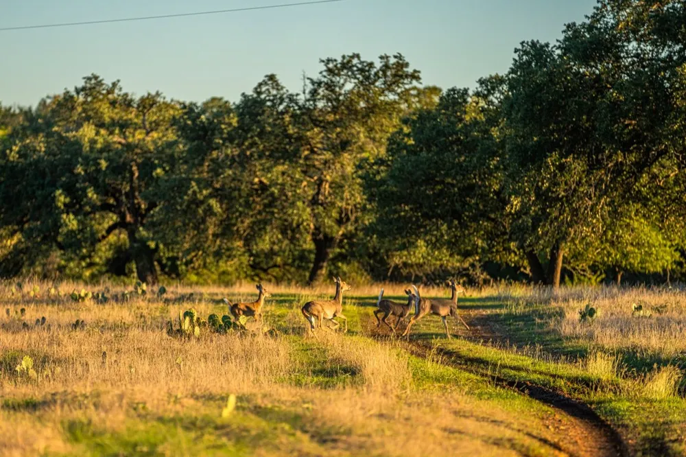 FM-2843 Salado, TX 76571