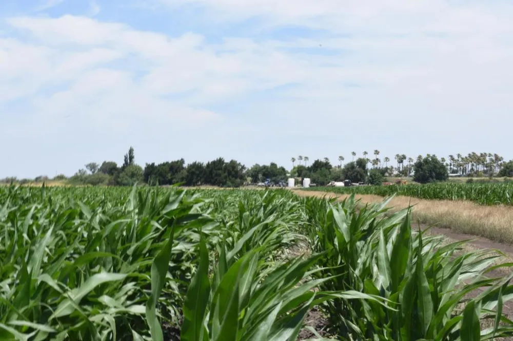 16071 Tyler Island Road Isleton, CA 95641