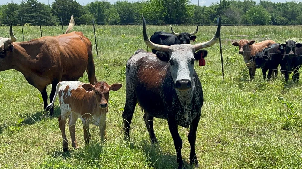 901 FM 499 Cumby, TX 75443