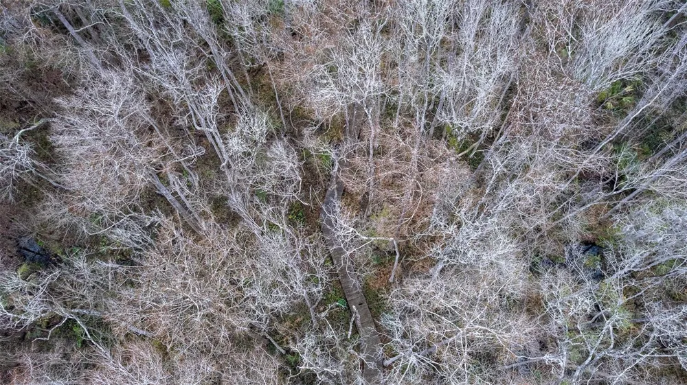 155 FRAN LANE Satsuma, FL 32189