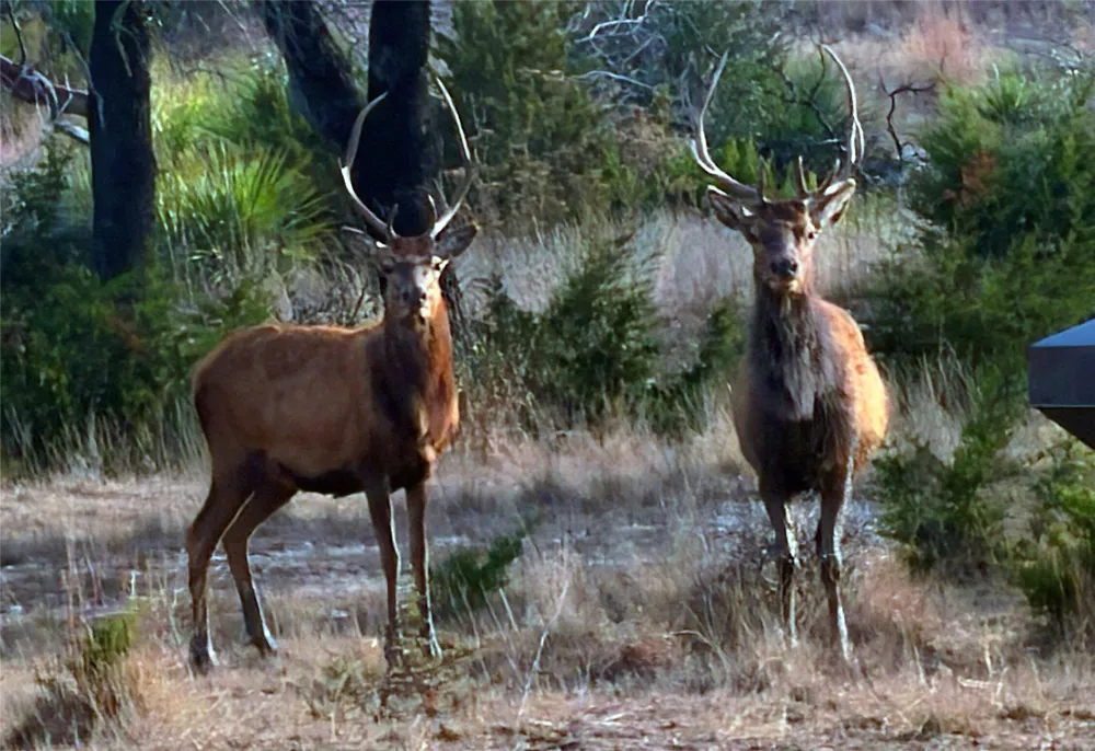 470 Blackbuck Trail Road #46, 47 Pipe Creek, TX 78063