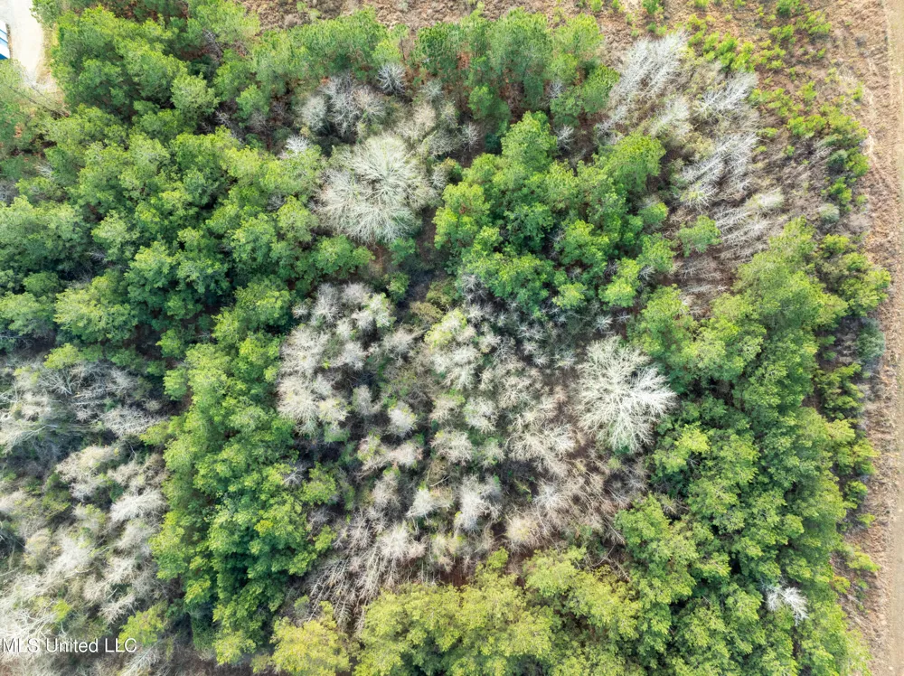 14.75 Acres Highway 11 Ellisville, MS 39437
