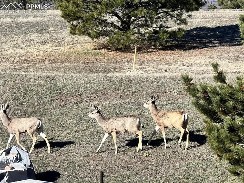 1682 Deer Creek Road Monument, CO 80132