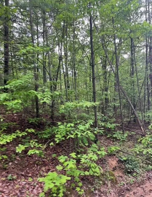 Possum Trot Road Grandview, TN 37337