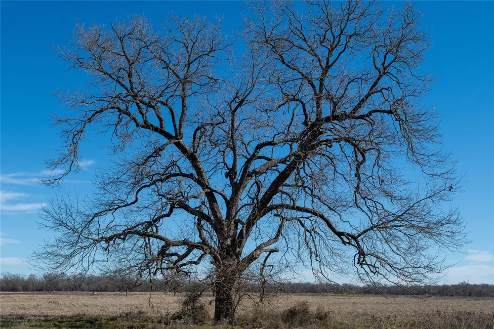 LCR 412 Groesbeck, TX 76642