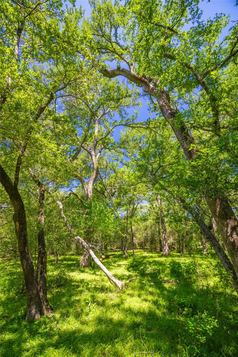 LCR 412 Groesbeck, TX 76642