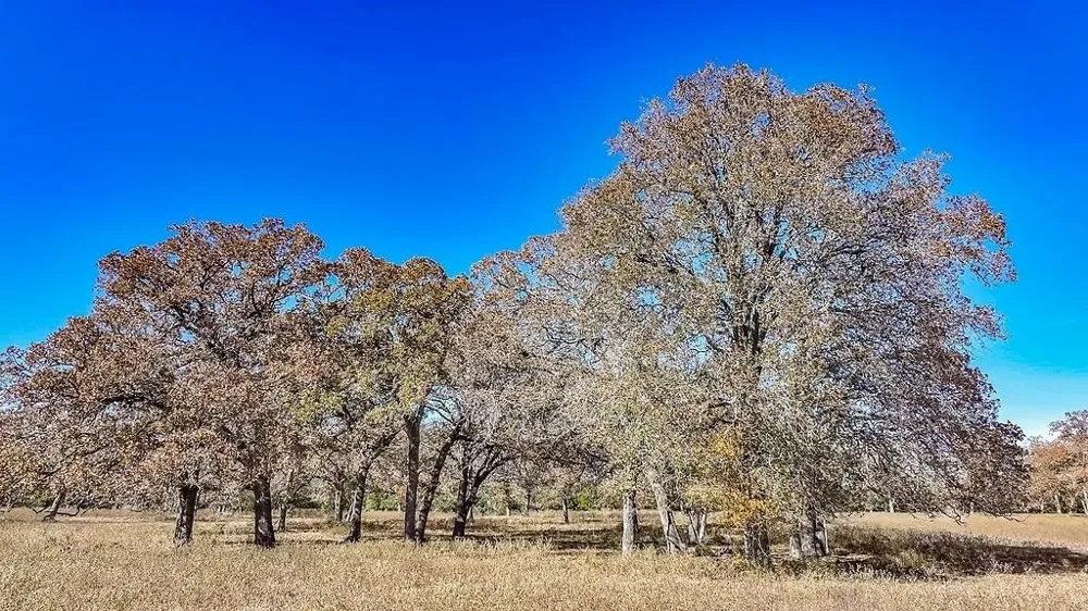 Hwy 71 By- Feeder Road La Grange, TX 78945
